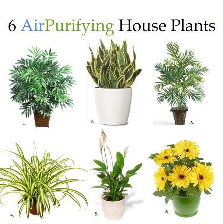 airpurifying plants